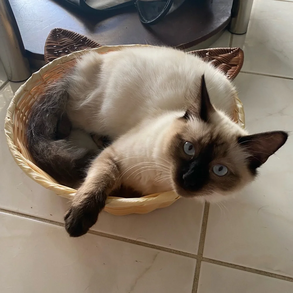 Woven Wicker Style Siamese Cat Cushion Bed